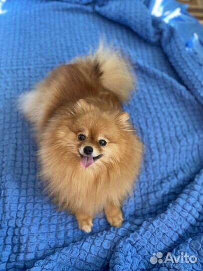 Шпиц мини девочка вязка