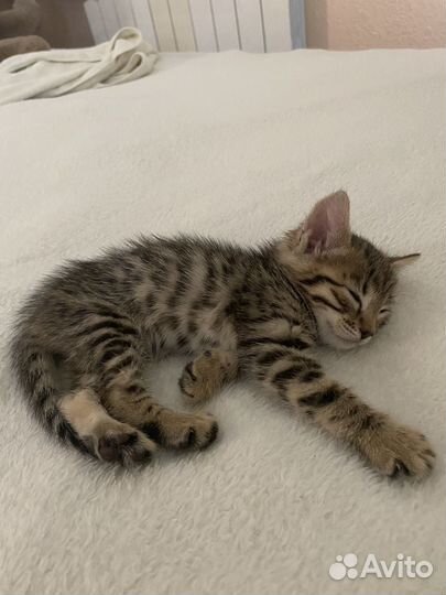 Бенгальская кошка