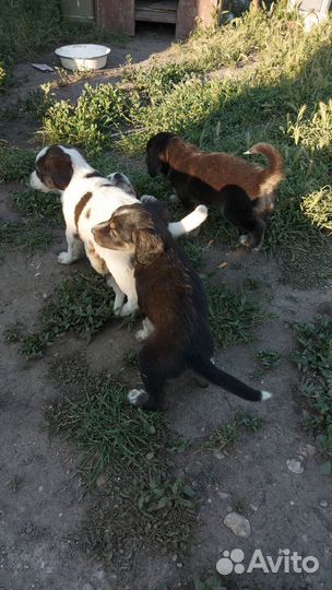 Щенки от спаниель