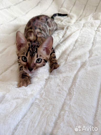 Бенгальские котята