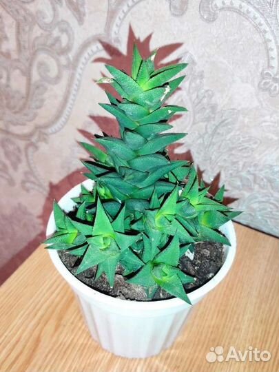 Суккуленты