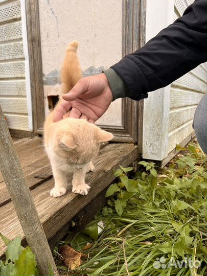 Кошка персиковая