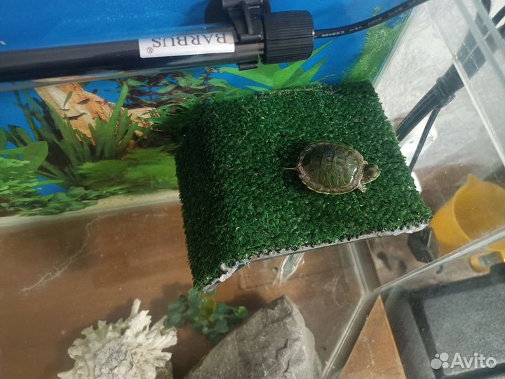 Аквариум 20л с черепашкой