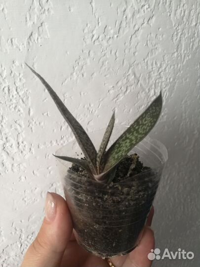 Суккуленты гастерия