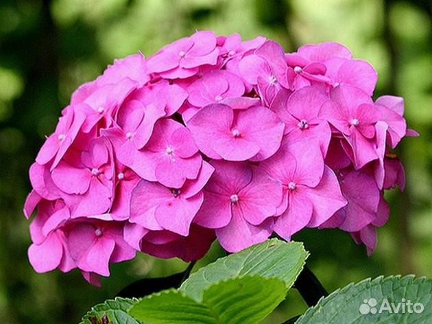Гортензия крупнолистная голубая, Розовая
