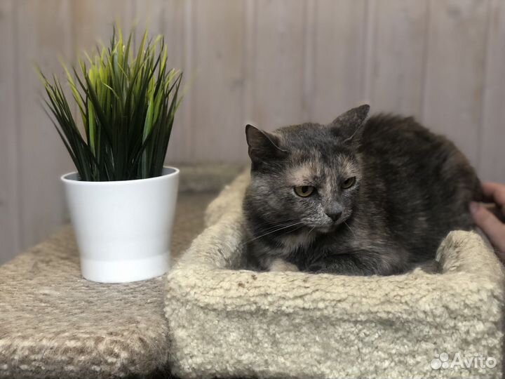 Кошка
