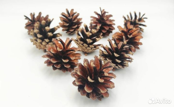 Шишки натуральные