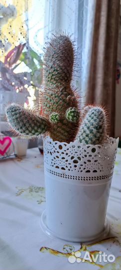 Кактусы и суккуленты