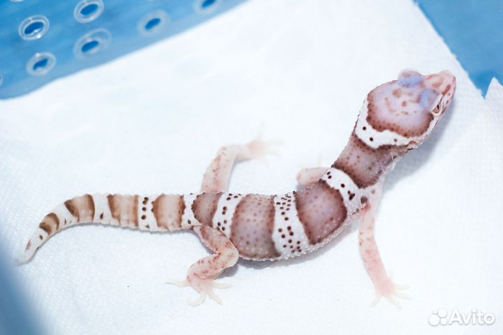 Геккон эублефар