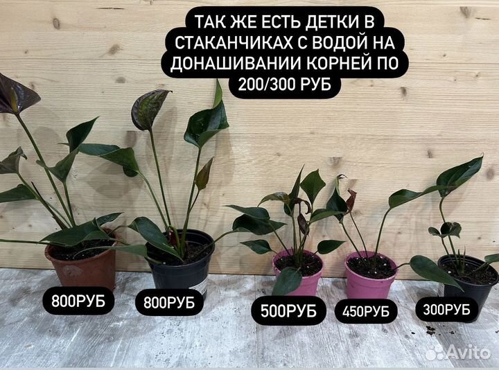Антуриум блэк лав
