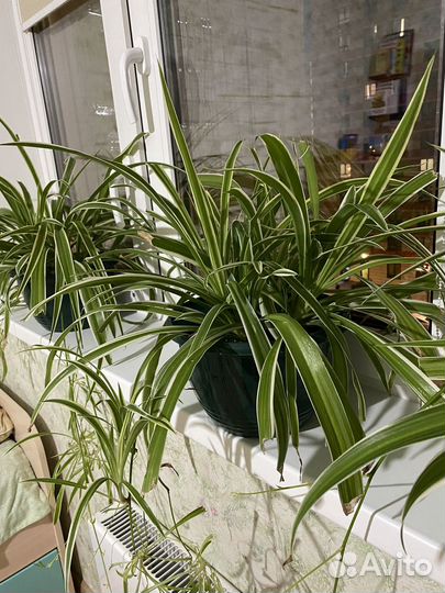 Хлорофитум