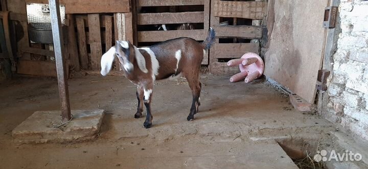 Нубийские козы