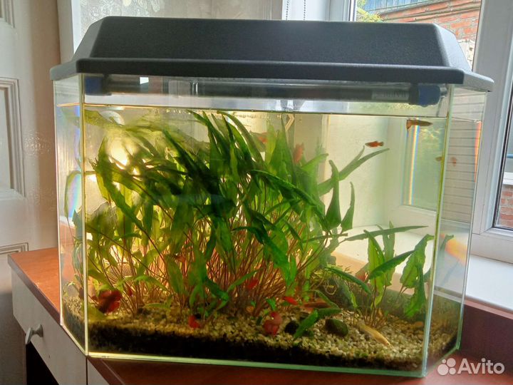 Аквариум с рыбками