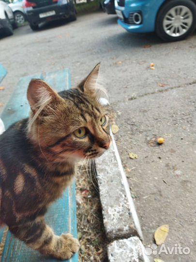 Отдам кота в добрые руки