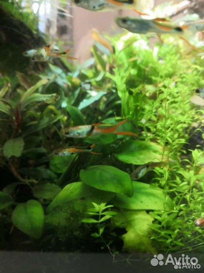 Гуппи эндлера EI siverado