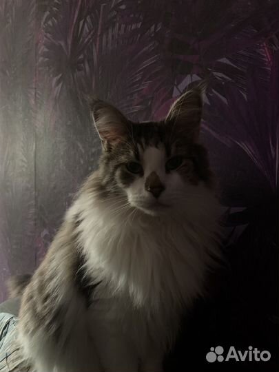 Кот в добрые руки