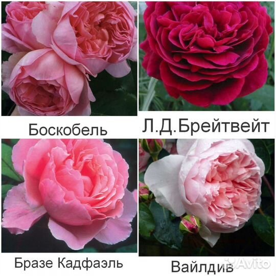 Английские розы