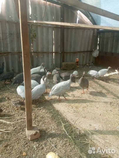 Цыплята цесарки