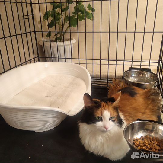 Клетка для собак и кошек (можно в аренду)