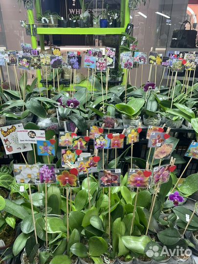 Комнатные и уличные растения на выставке цветов