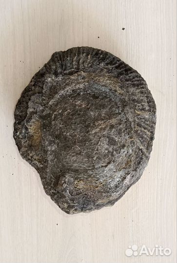 Аммонит, окаменелость 3