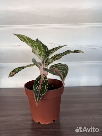 Аглаонема батерфляй