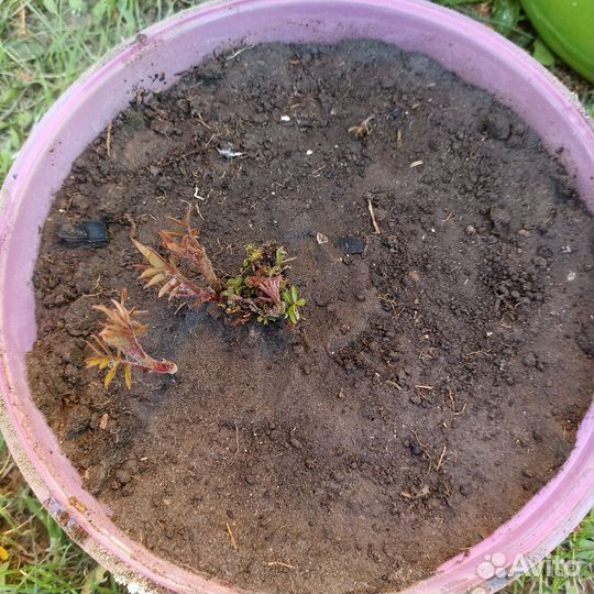 Саженцы Сумах, уксусное дерево, оленьи рога