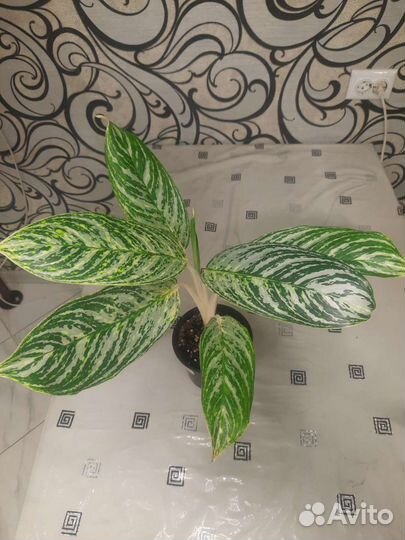 Аглаонемы сортовые. 10 карат. Голден Мадонна и др