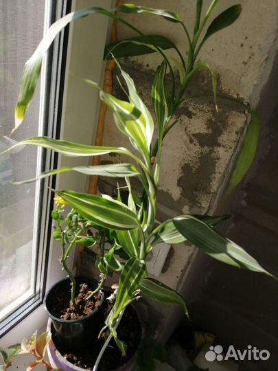 Продам цветы домашние