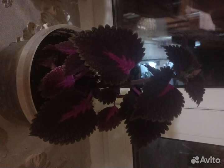 Комнатные цветы