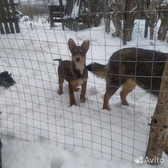 Собака в добрые руки