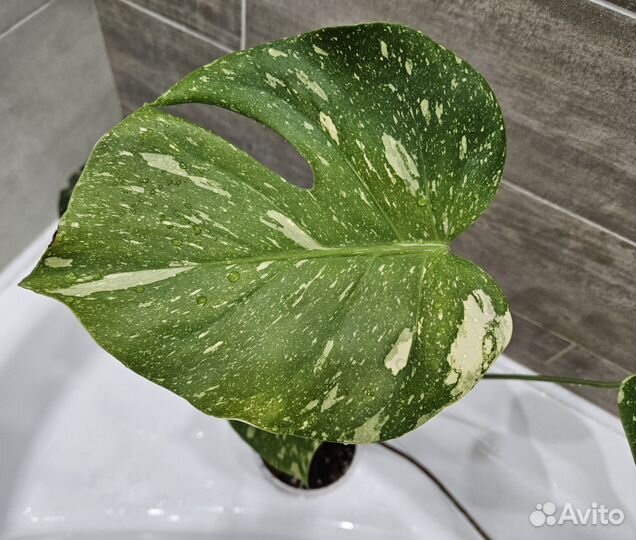 Монстера тайское созвездие домашняя