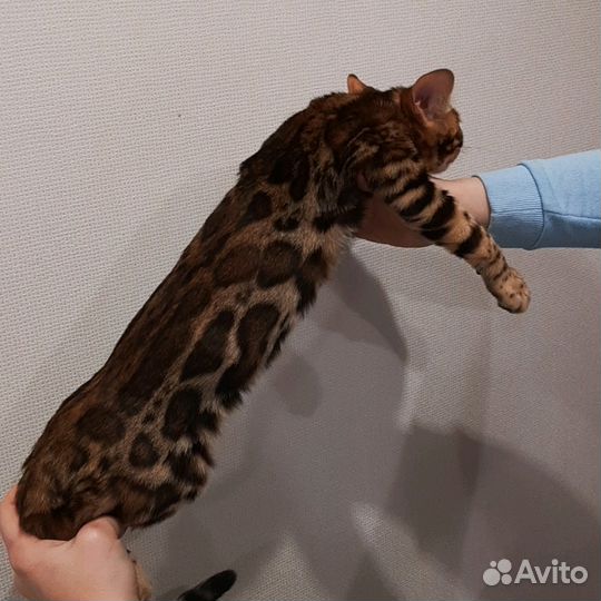 Вязка с Бенгальским котом