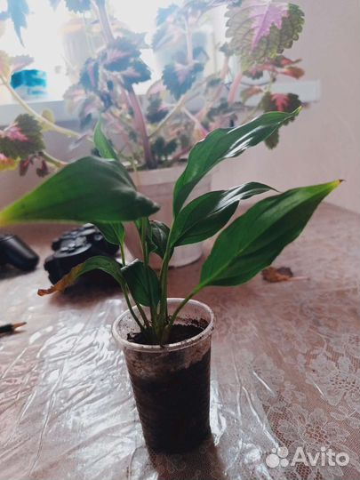 Спатифиллум женское счастье