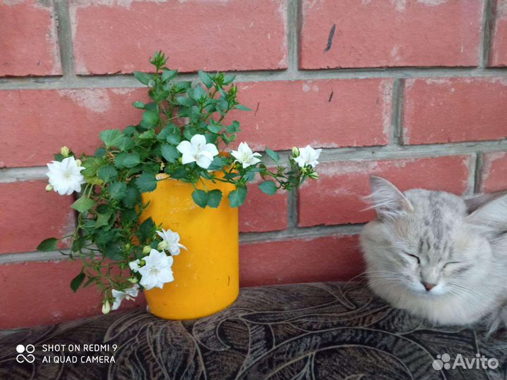 Кампанула(невеста)