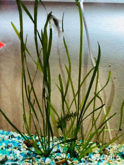 Водоросли для аквариума