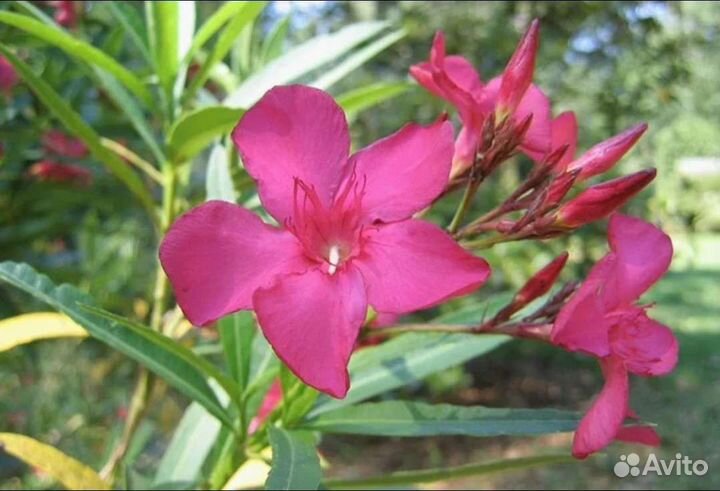 Олеандр срезка