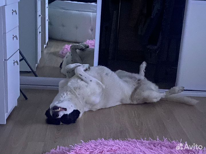 Собаку предали и вернули в приют