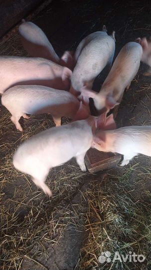 Свиньи поросята