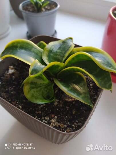 Продам цветы комнатные