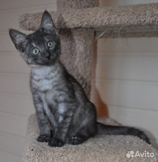 Кошка в дар