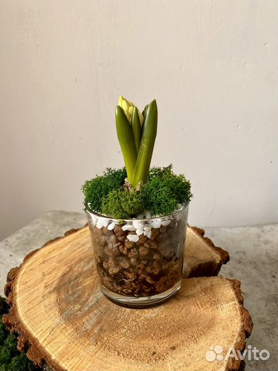 Флорариум в стакане с гиацинтом на 8 марта