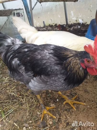 Молодые петухи