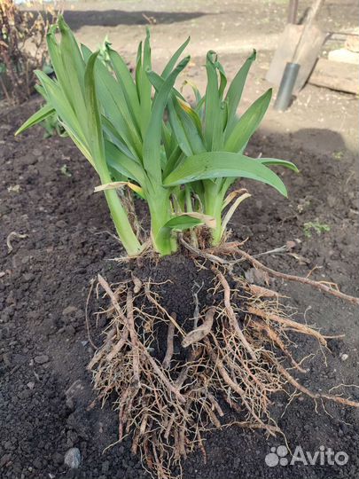 Лилейник сортовой