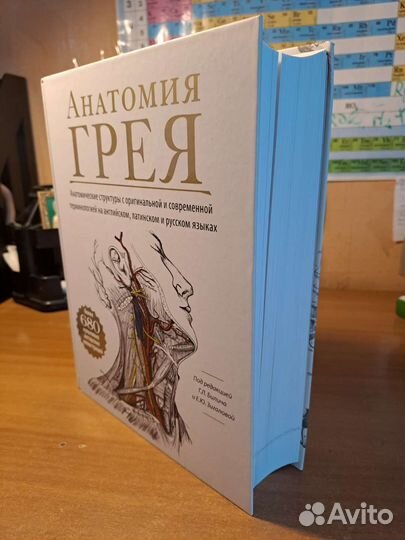 Анатомия Грея