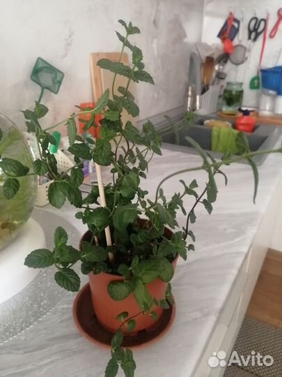 Комнатная мята