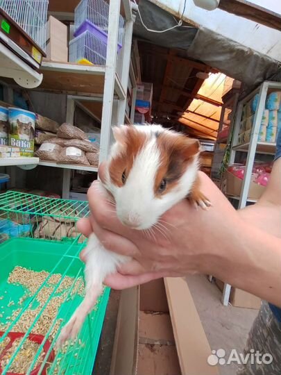 Морская свинка