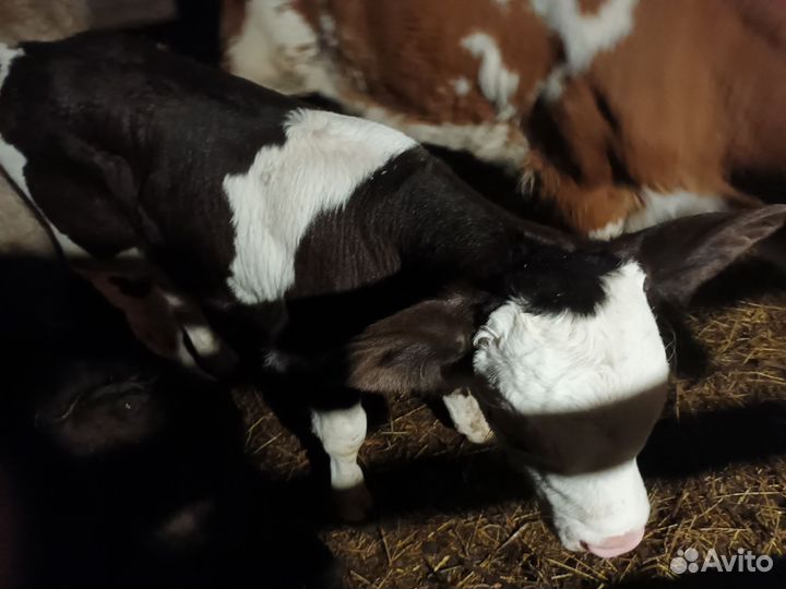 Корова с теленком