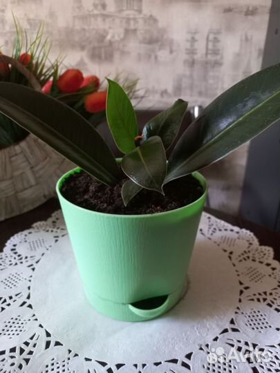 Фикус Мелани