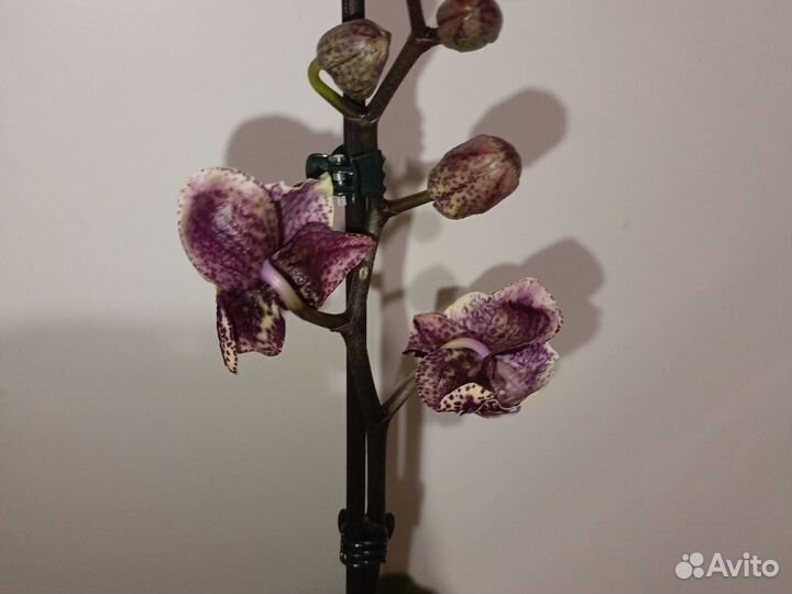 Орхидея фаленопсис